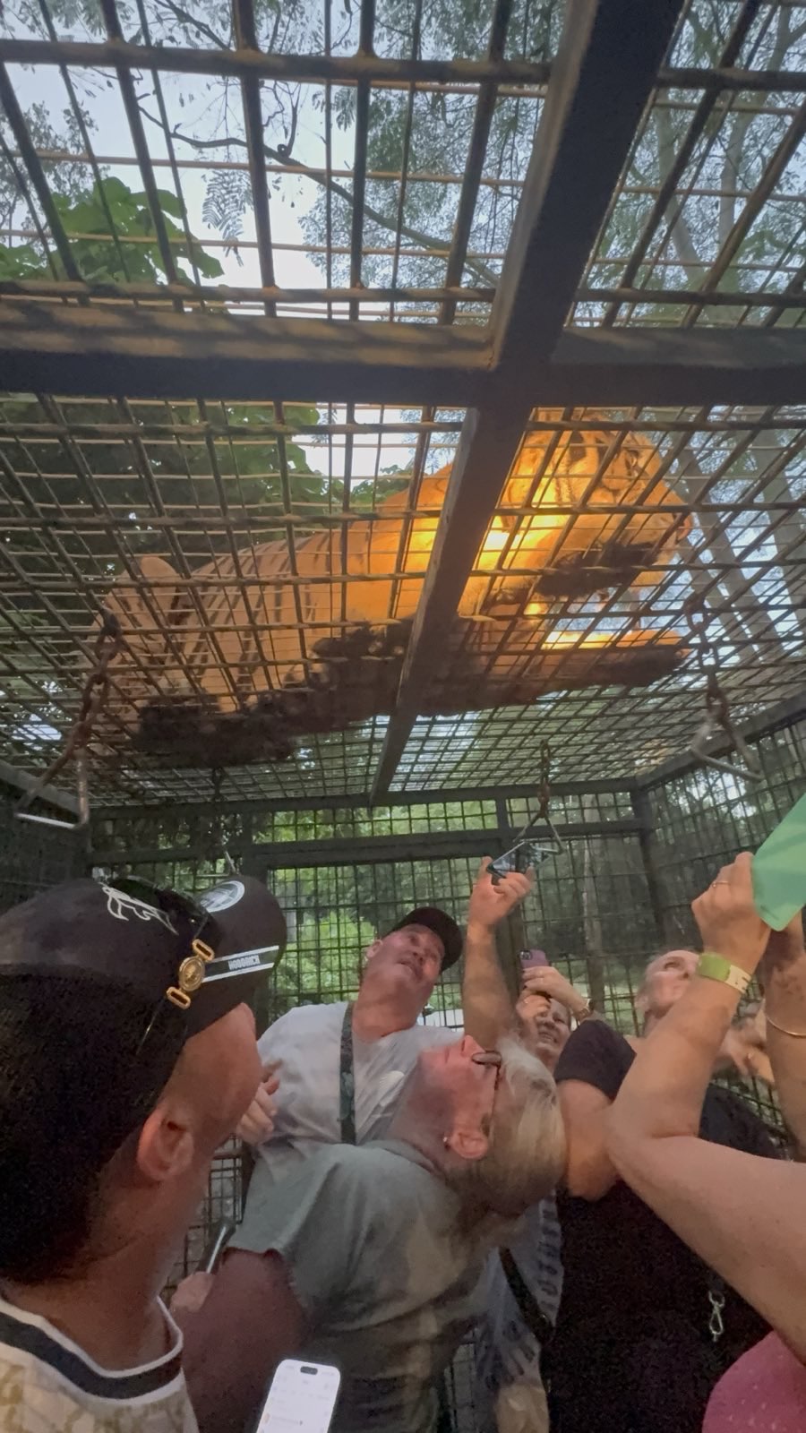 Night Safari - Sumatran Tiger