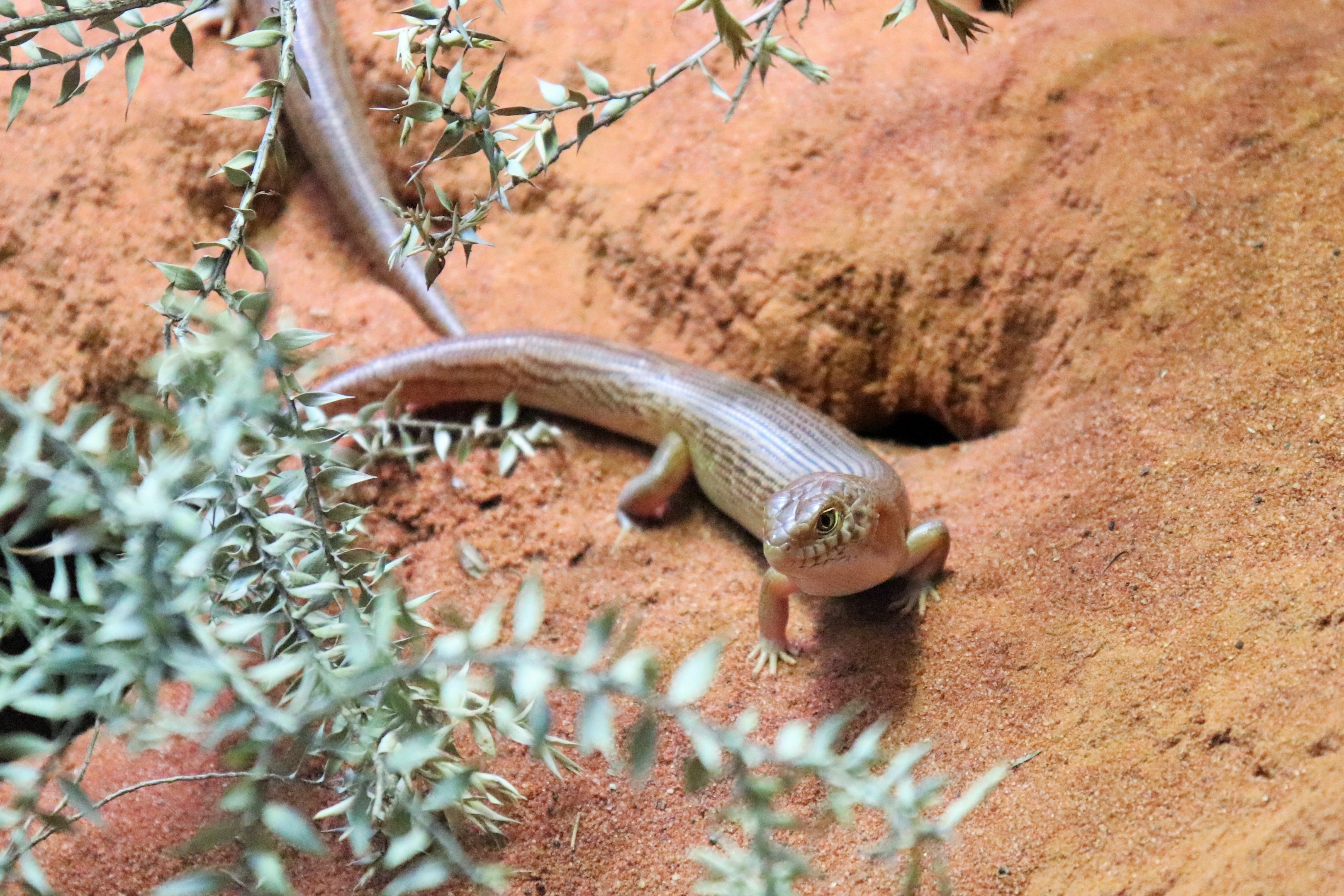 Night Skink (Liopholis striata)
