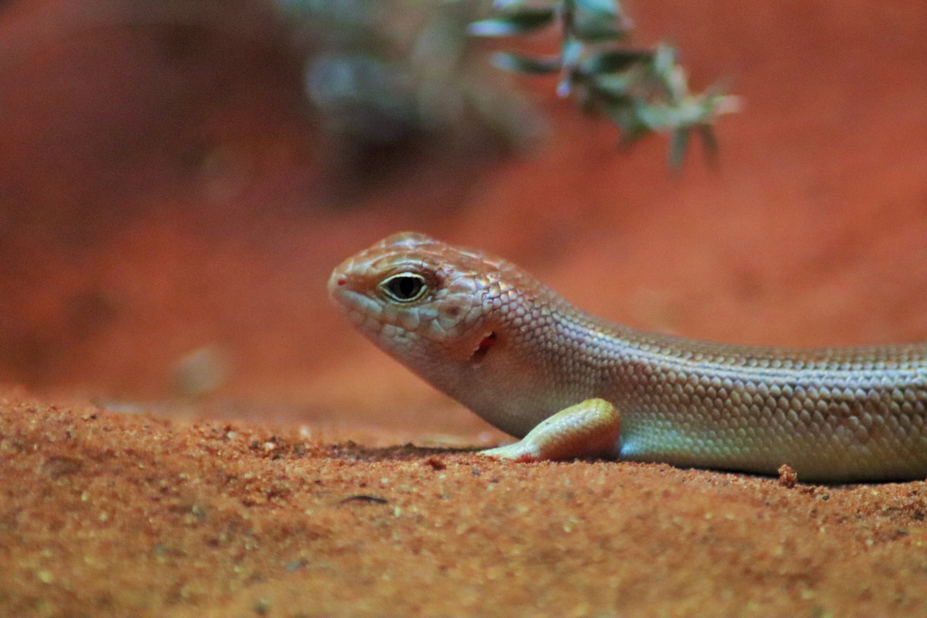 Night Skink (Liopholis striata)