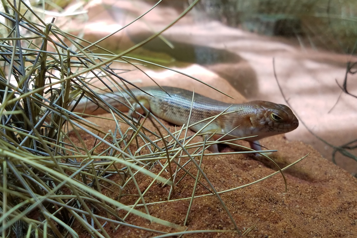 Night Skink (Liopholis striata)