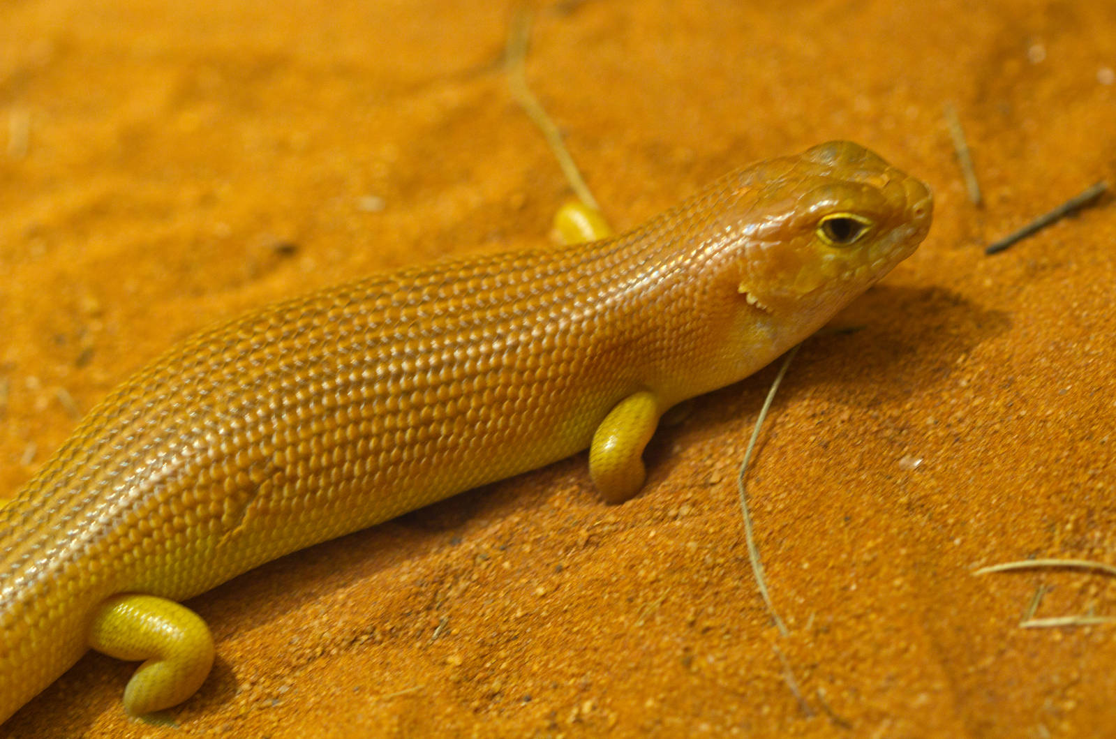 Night Skink