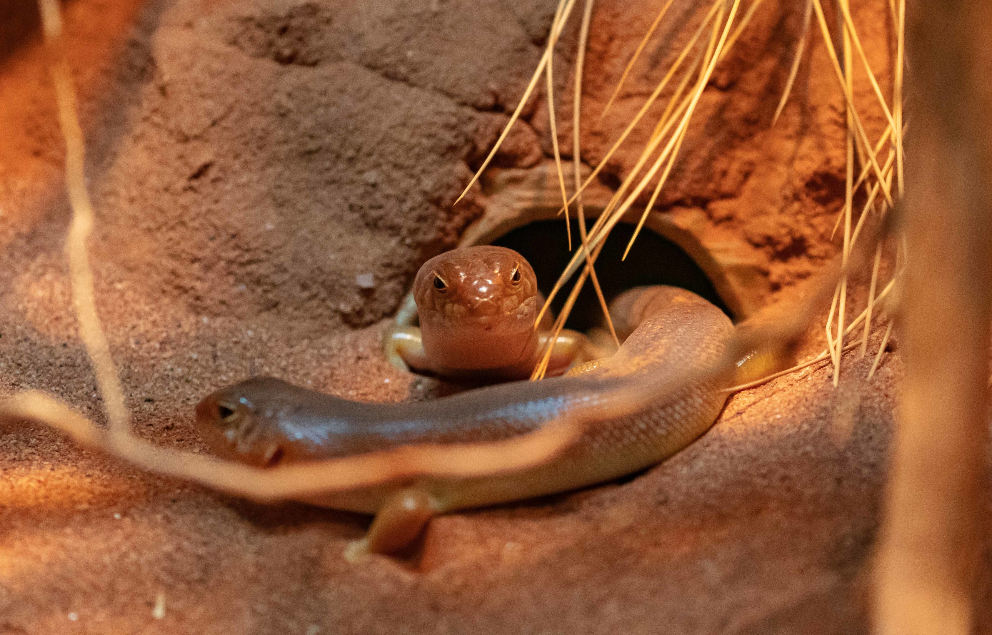 Night Skink