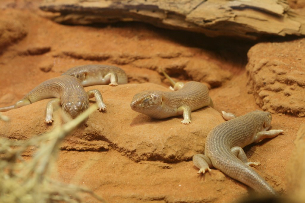 Night Skinks