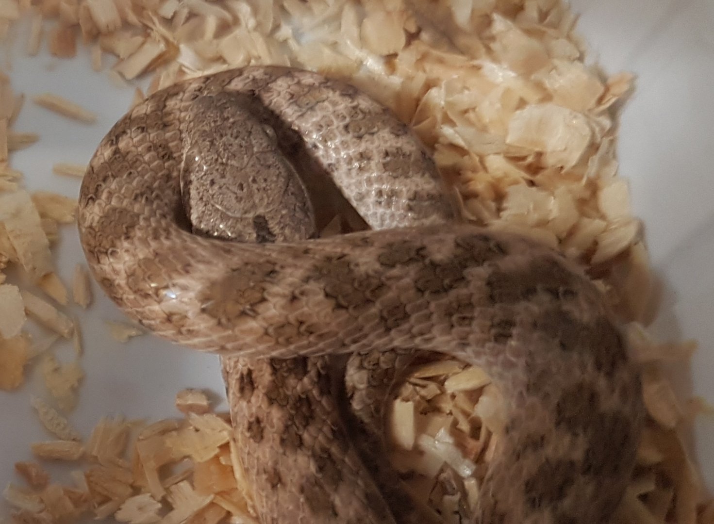 Night snake - Hypsiglena torquata