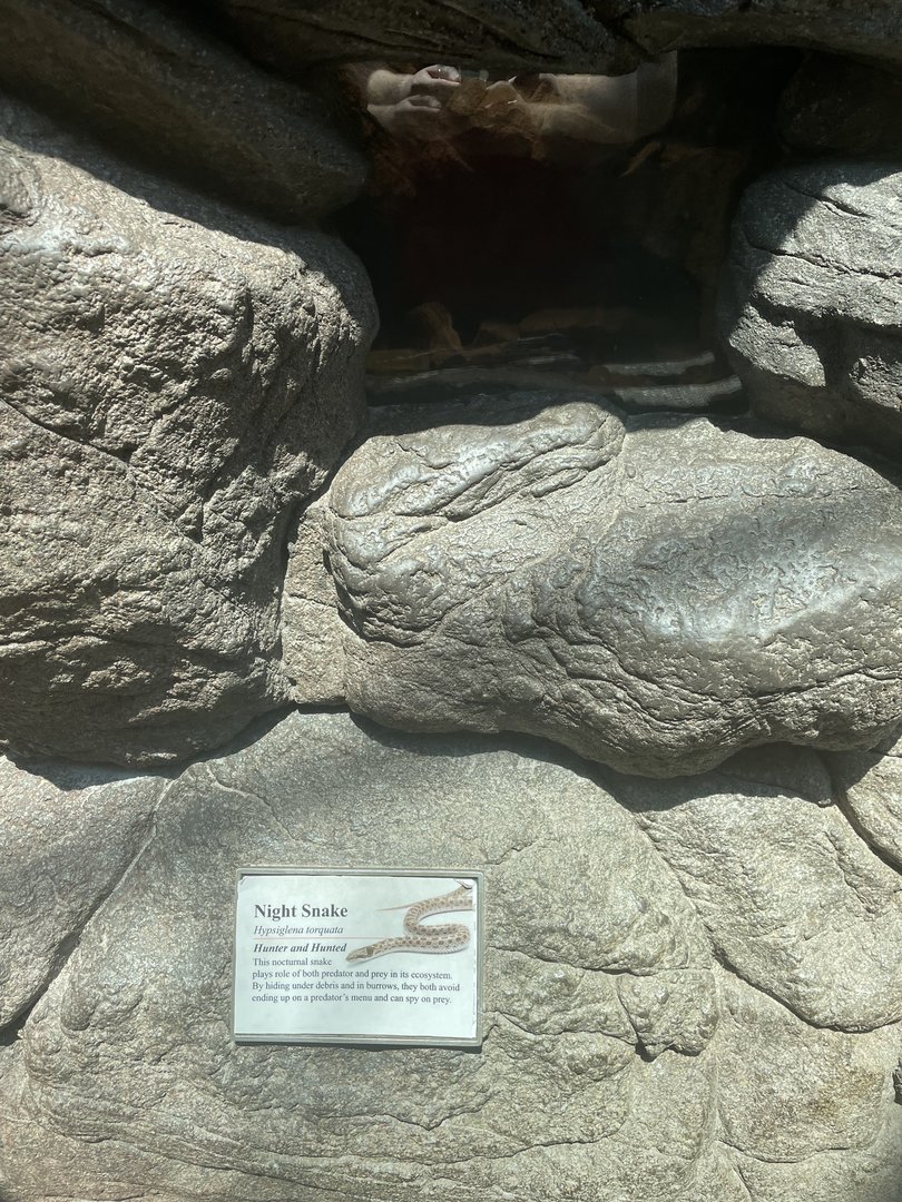 Night Snake Terrarium