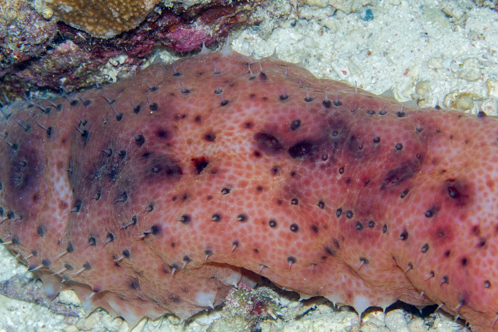 Night Wandering Sea Cucumber
