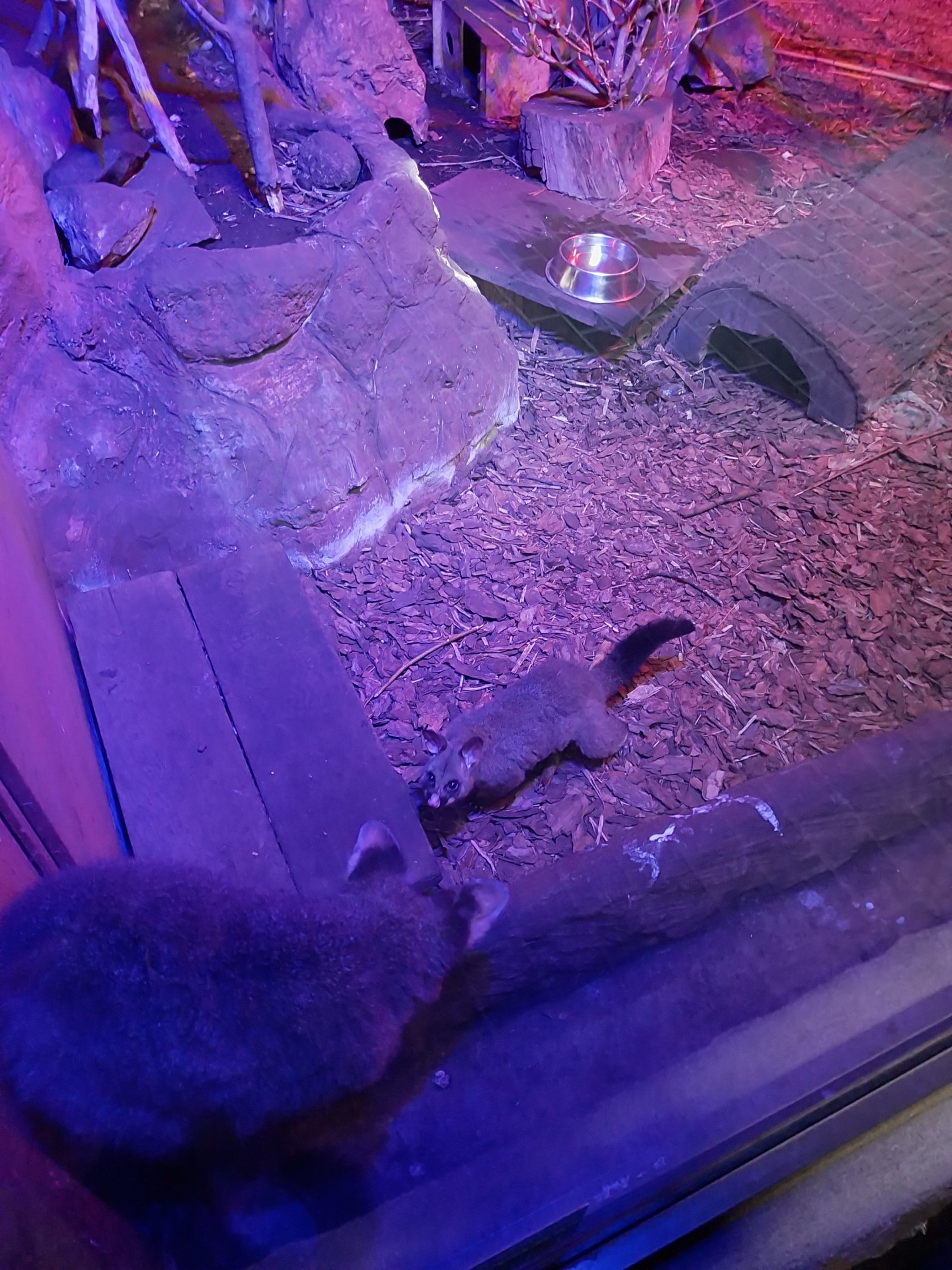 Night World - Brush-tail possum (Trichosurus vulpecula)