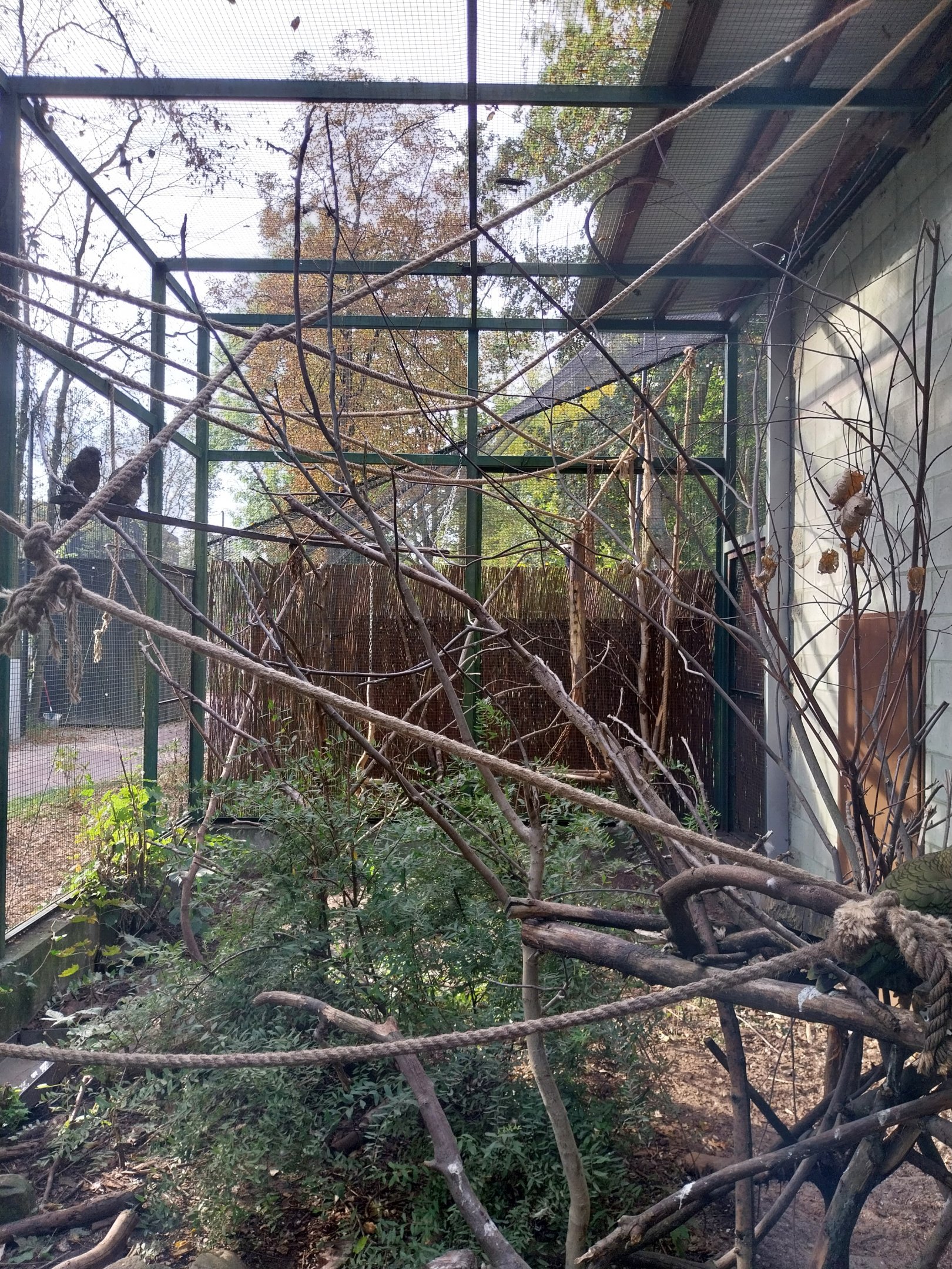 Night World - Kea (Nestor notabilis)