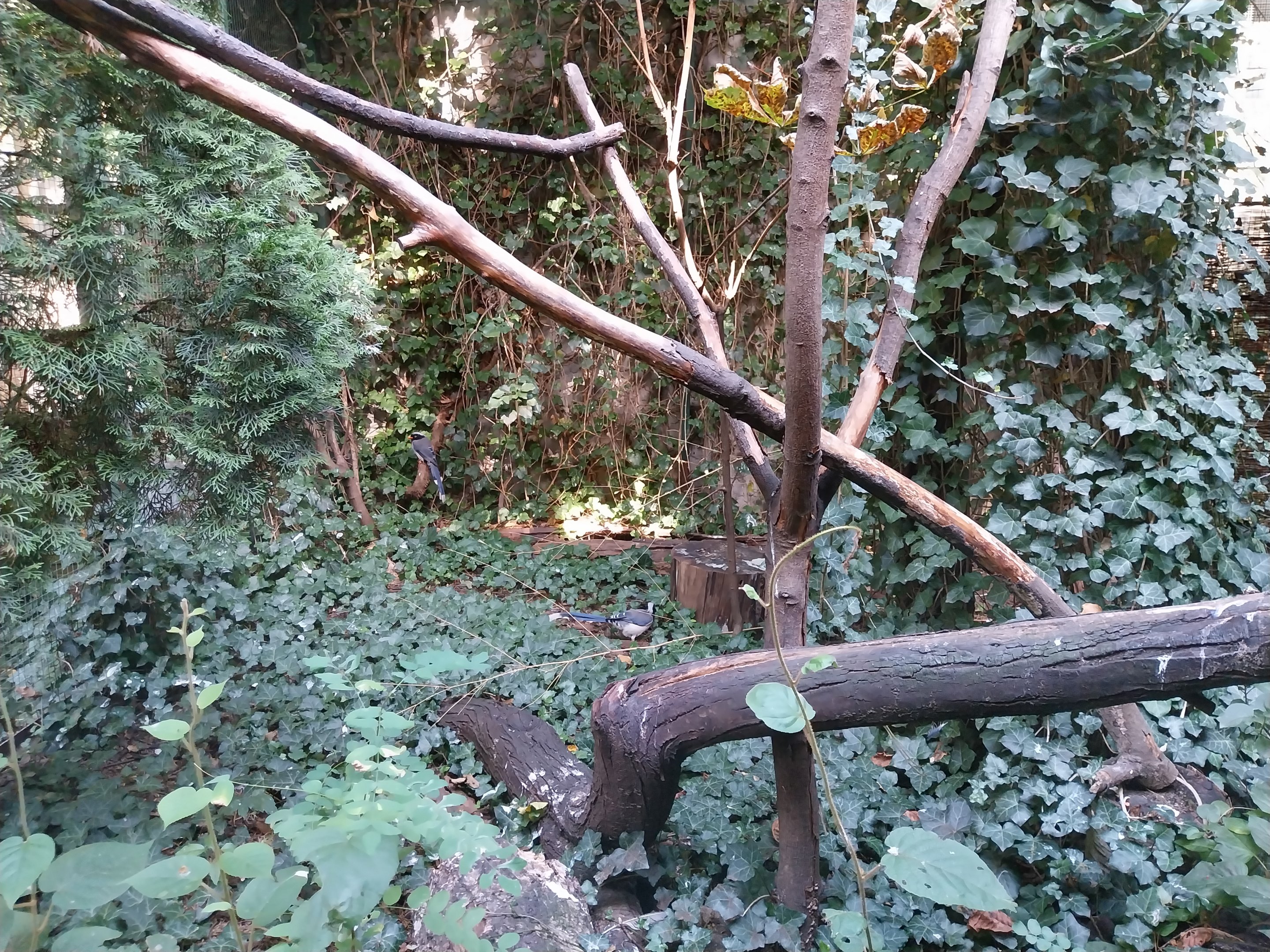 Night World - Red-billed Blue Magpie (Urocissa erythroryncha)