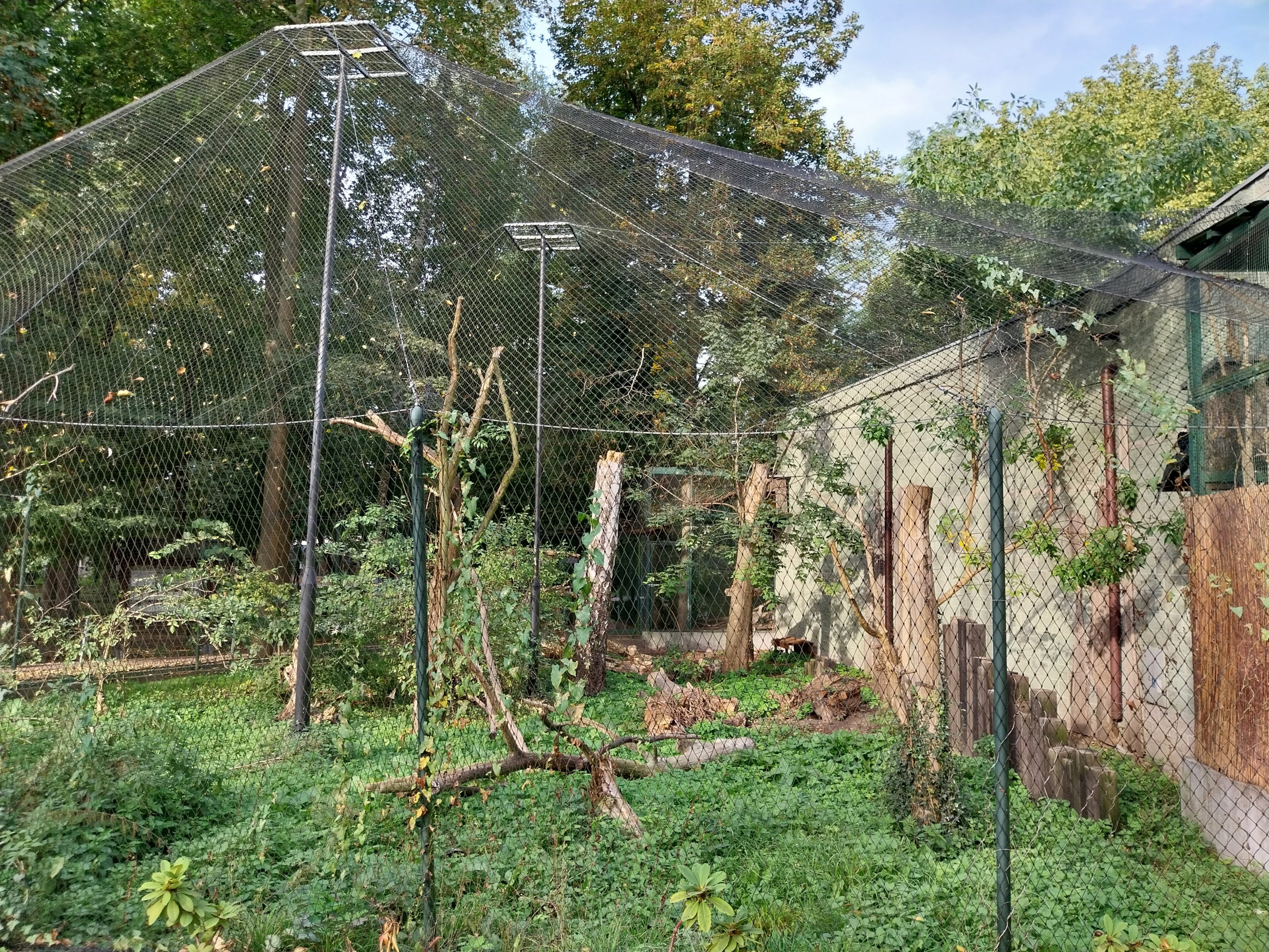 Night World - Silvery-cheeked Hornbill (Bycanistes brevis) aviary