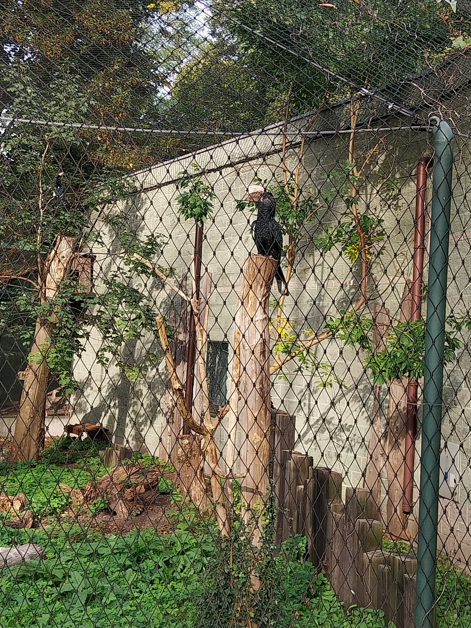 Night World - Silvery-cheeked Hornbill (Bycanistes brevis) aviary