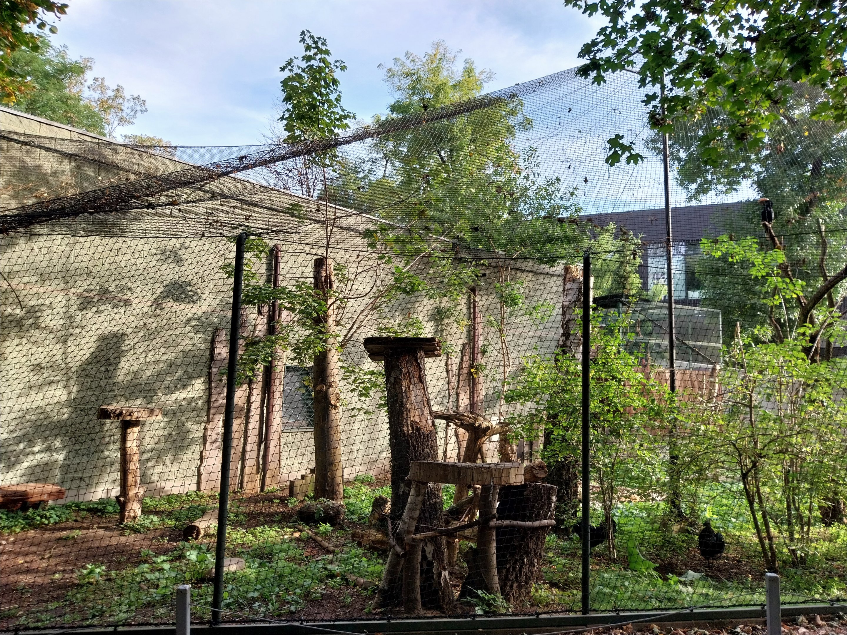 Night World - Silvery-cheeked Hornbill (Bycanistes brevis) aviary