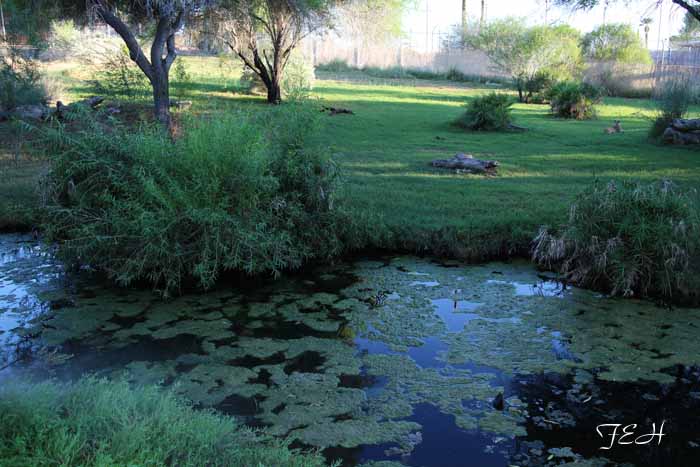 night zoo, Aug 10, 2013