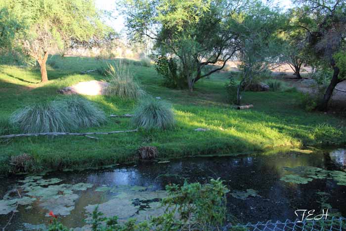 night zoo, Aug 10, 2013