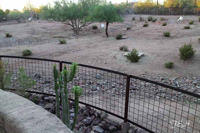 night zoo, Aug 10, 2013