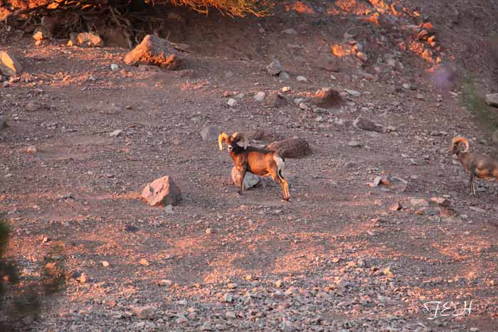 night zoo, Aug 10, 2013