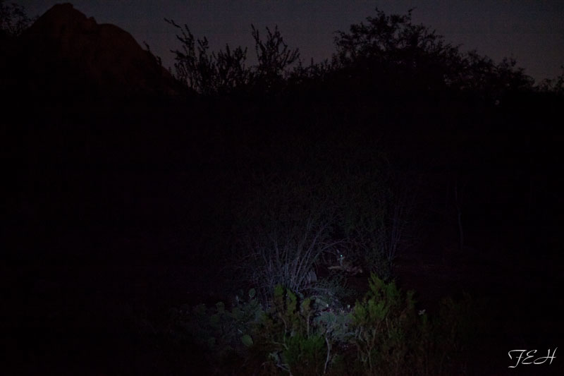 night zoo, Aug 10, 2013