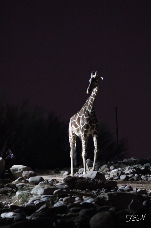 night zoo, Aug 10, 2013