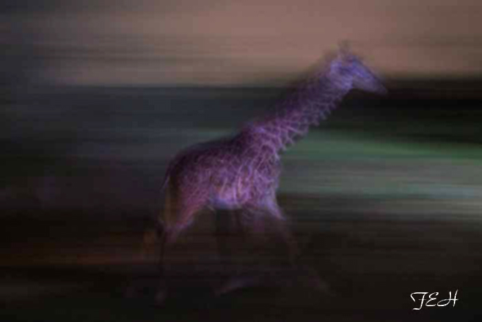 night zoo, Aug 10, 2013