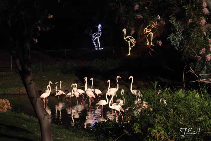 night zoo, Aug 10, 2013