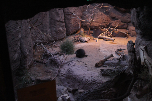 night zoo - Aug 30, 2014