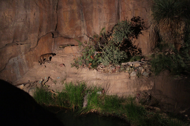 night zoo - Aug 30, 2014