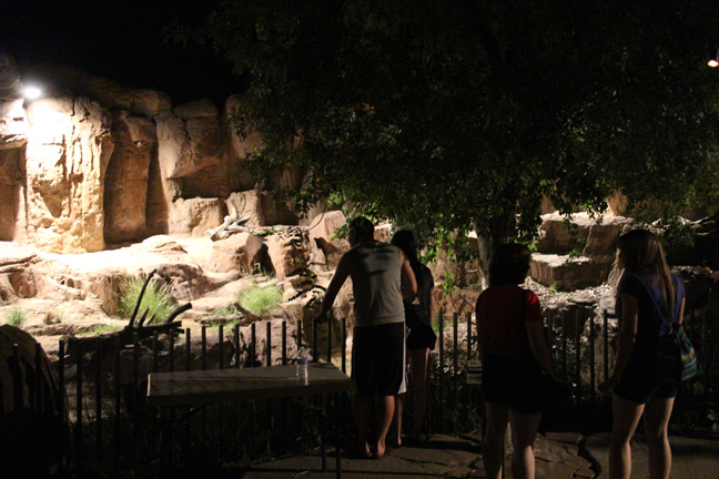 night zoo - Aug 30, 2014