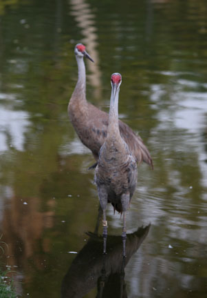 night zoo, august 11, 2012