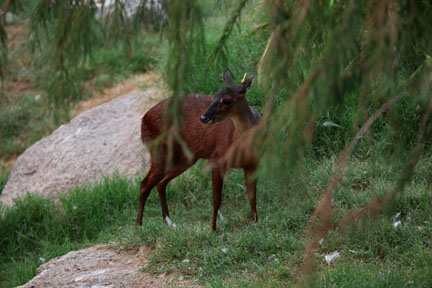 night zoo, august 11, 2012