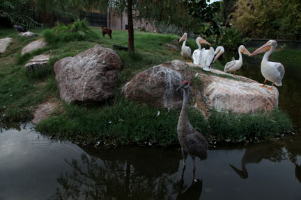 night zoo, august 11, 2012