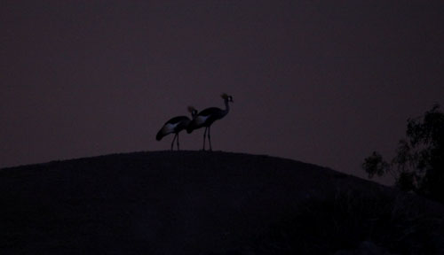 night zoo, august 11, 2012