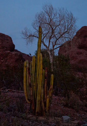 night zoo, august 11, 2012