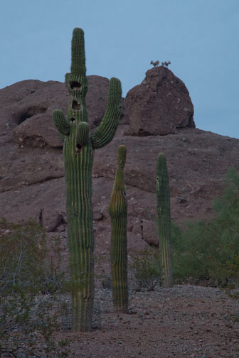 night zoo, august 11, 2012