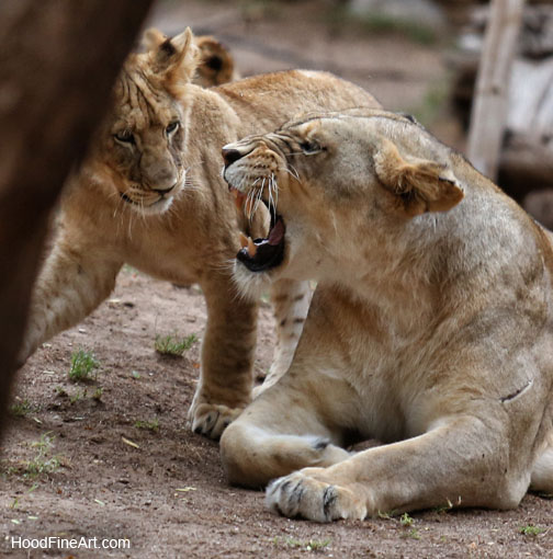 night zoo, july 11, 2014