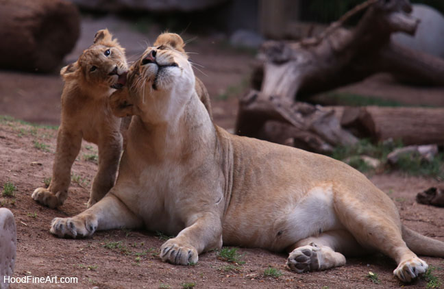 night zoo, july 11, 2014