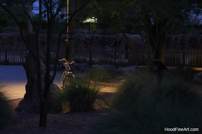 night zoo, july 11, 2014