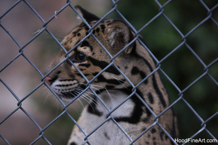 Night Zoo, July 19, 2016