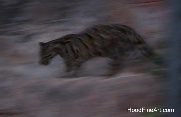 Night Zoo, July 19, 2016