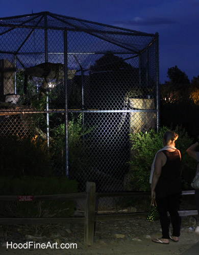 Night Zoo, July 19, 2016