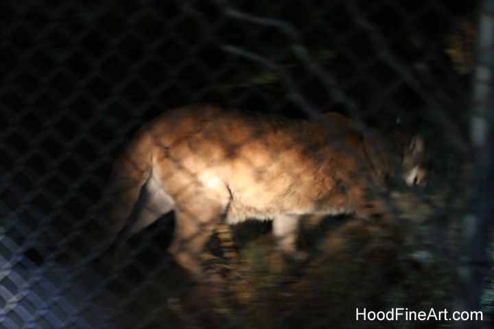 Night Zoo, July 19, 2016