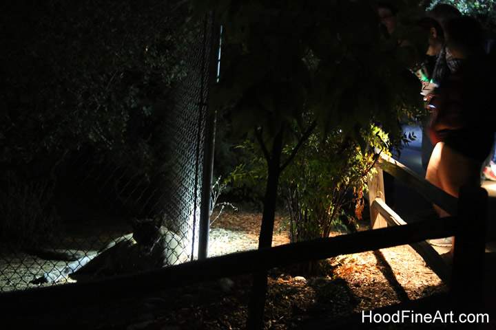 Night Zoo, July 19, 2016