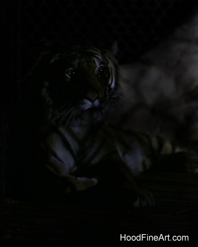 Night Zoo, July 19, 2016