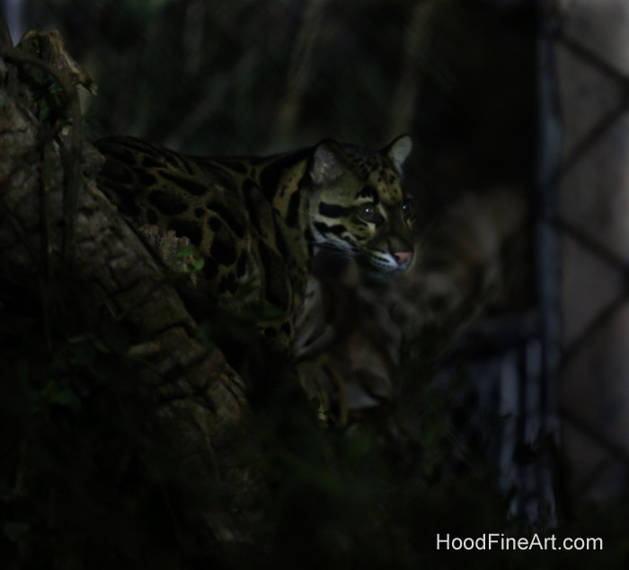 Night Zoo, July 19, 2016