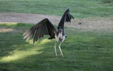 Night Zoo - June 10, 2011