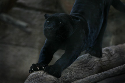 Night Zoo - June 10, 2011