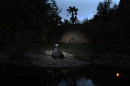 Night Zoo - June 10, 2011