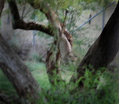 Night Zoo, June 11, 2011