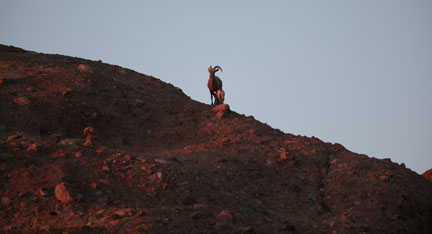 Night Zoo, June 11, 2011