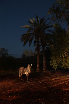 Night Zoo, June 11, 2011