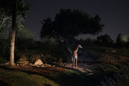 Night Zoo, June 11, 2011